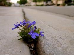 purple flower in the cracks