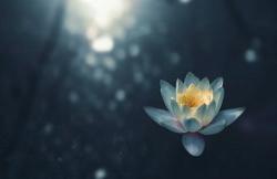 Lotus on water