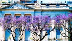 Building in Buenos Aires, Argentina, behind trees with purple flowers.